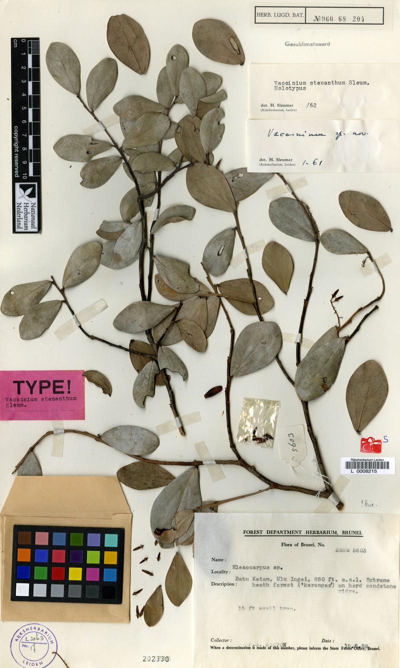Vaccinium stenanthum photo 3