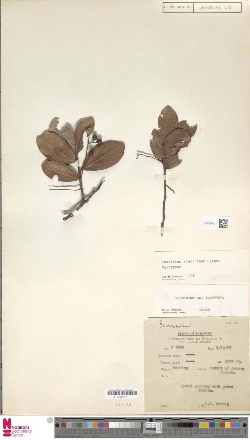 Vaccinium stenanthum photo 4