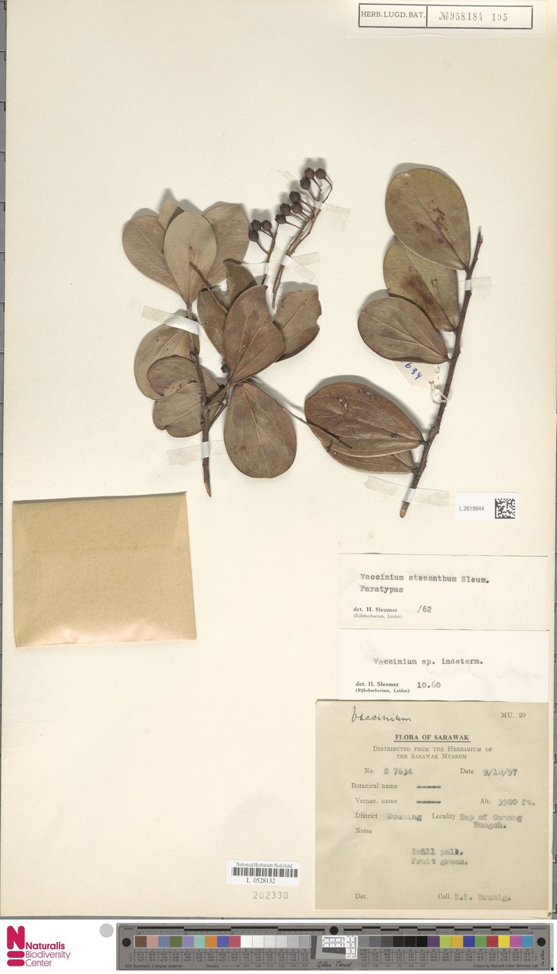 Vaccinium stenanthum photo 5