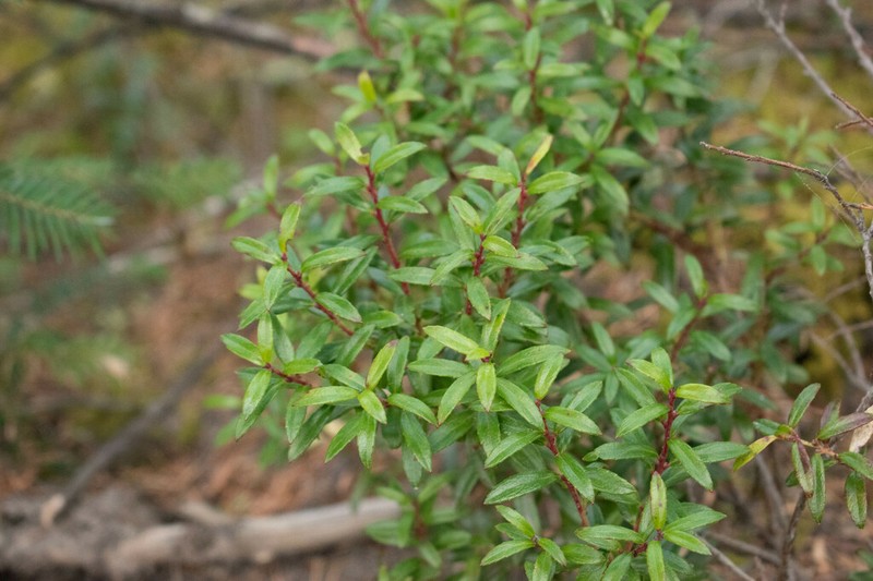 Vaccinium stenophyllum photo 2