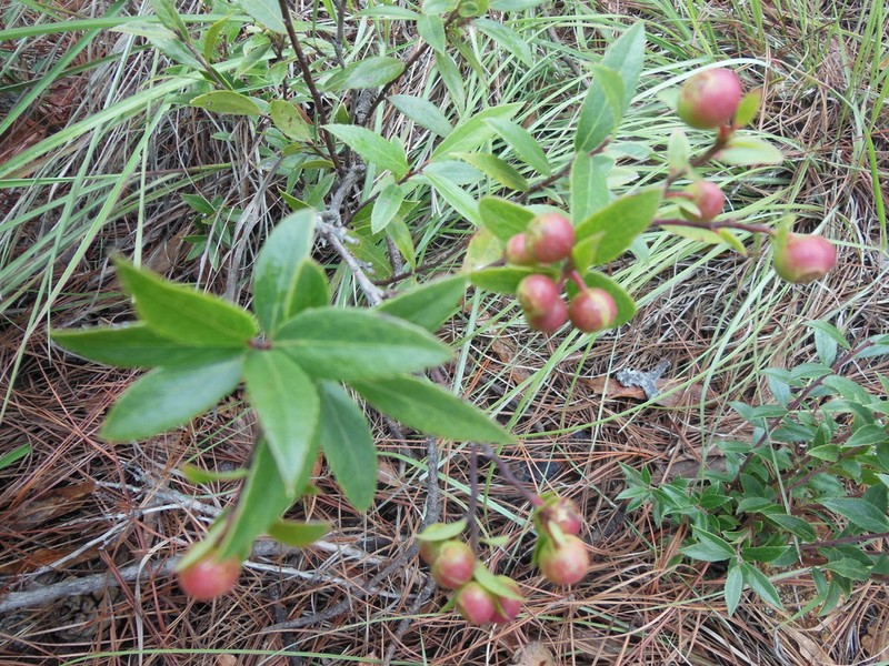 Vaccinium stenophyllum photo 3