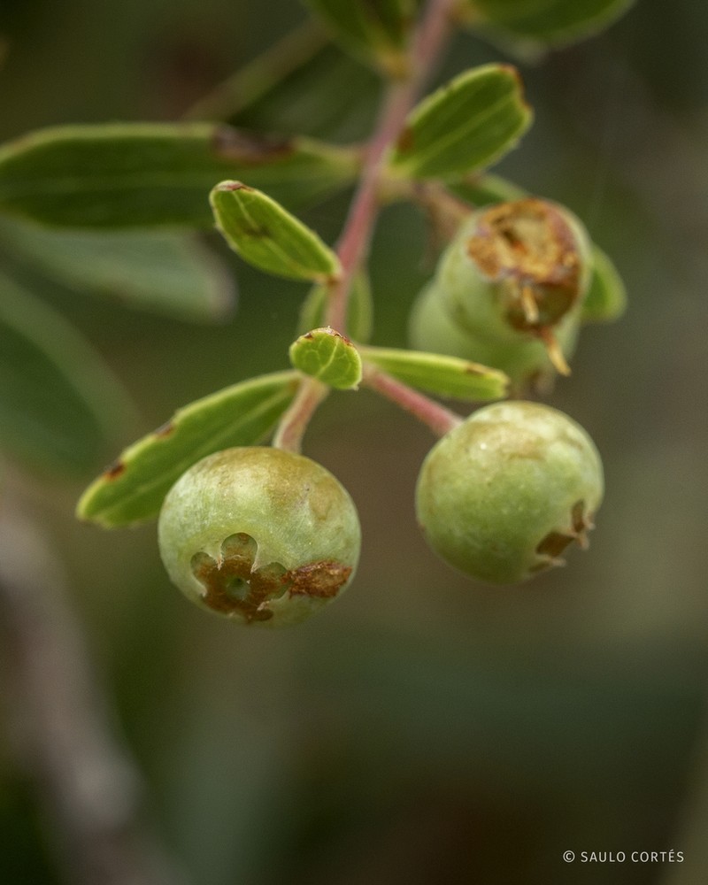 Vaccinium stenophyllum photo 4