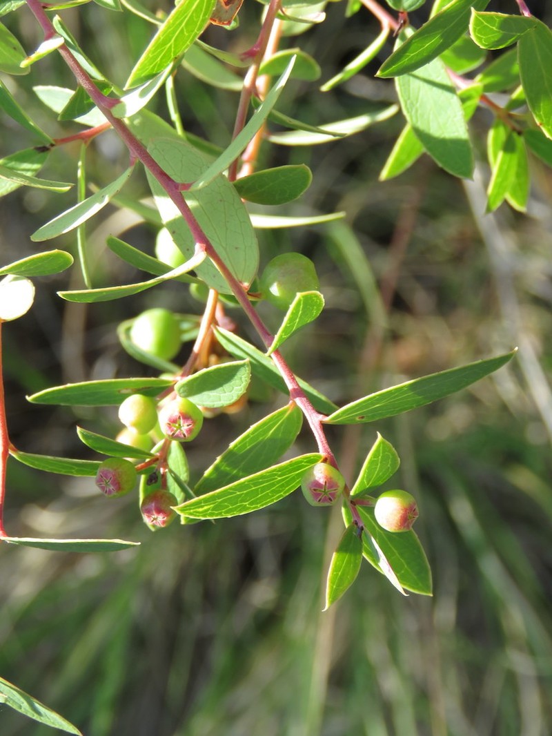Vaccinium stenophyllum photo 5