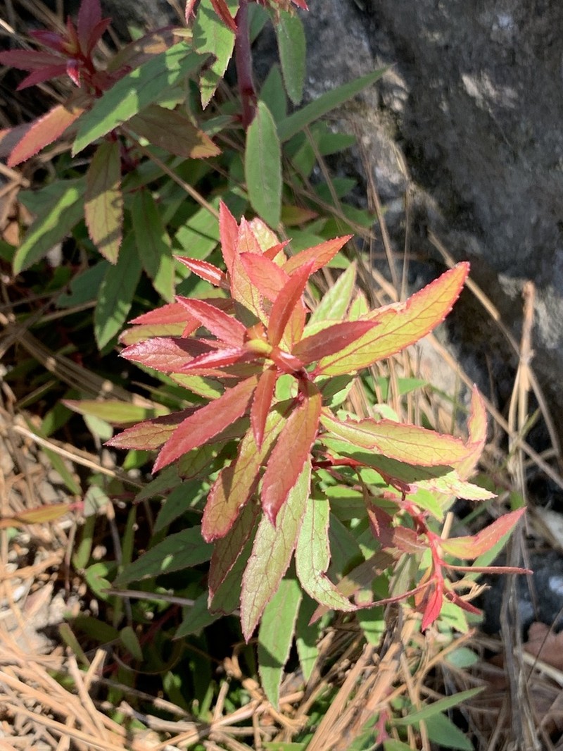 Vaccinium stenophyllum photo 7