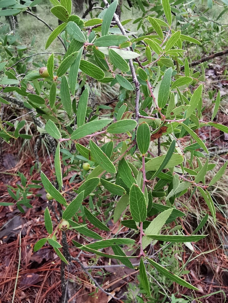 Vaccinium stenophyllum photo 8