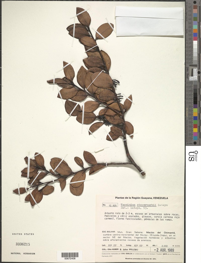 Vaccinium steyermarkii