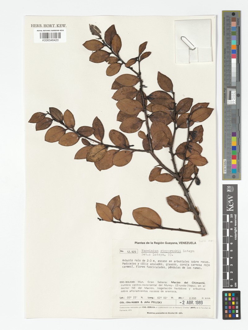 Vaccinium steyermarkii photo 2