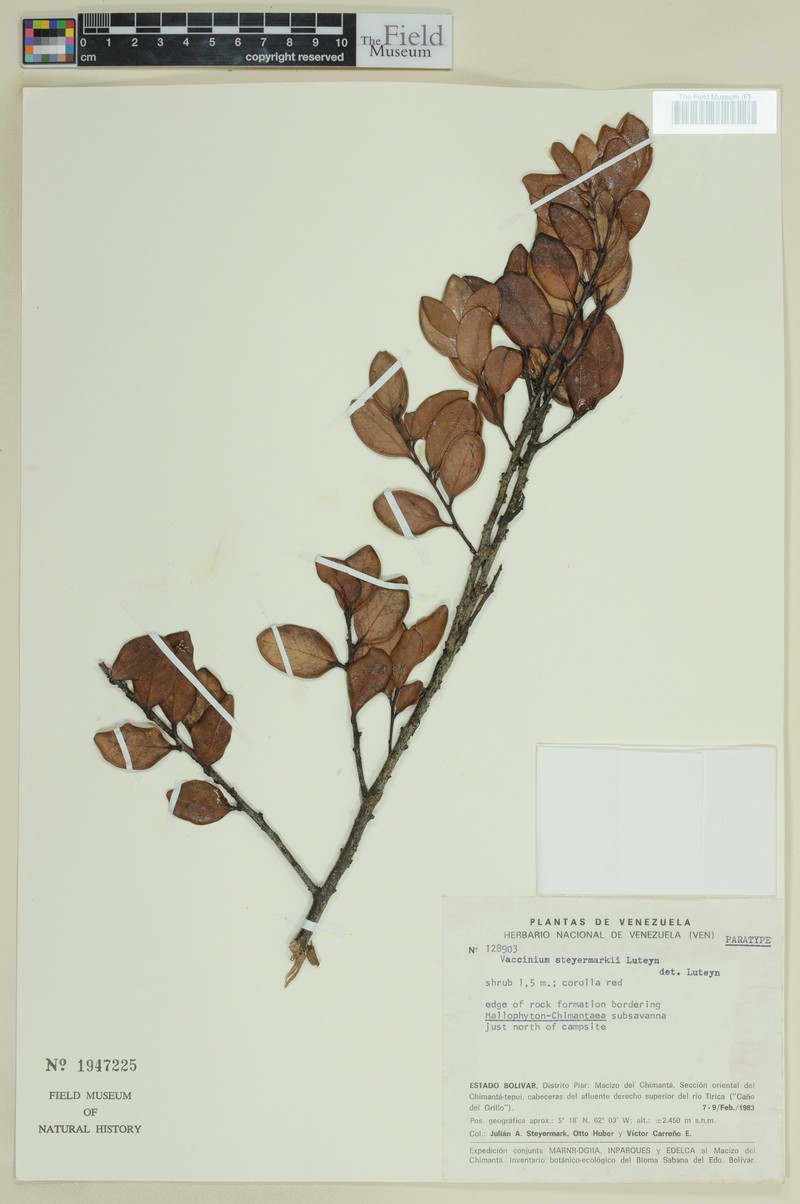 Vaccinium steyermarkii photo 3