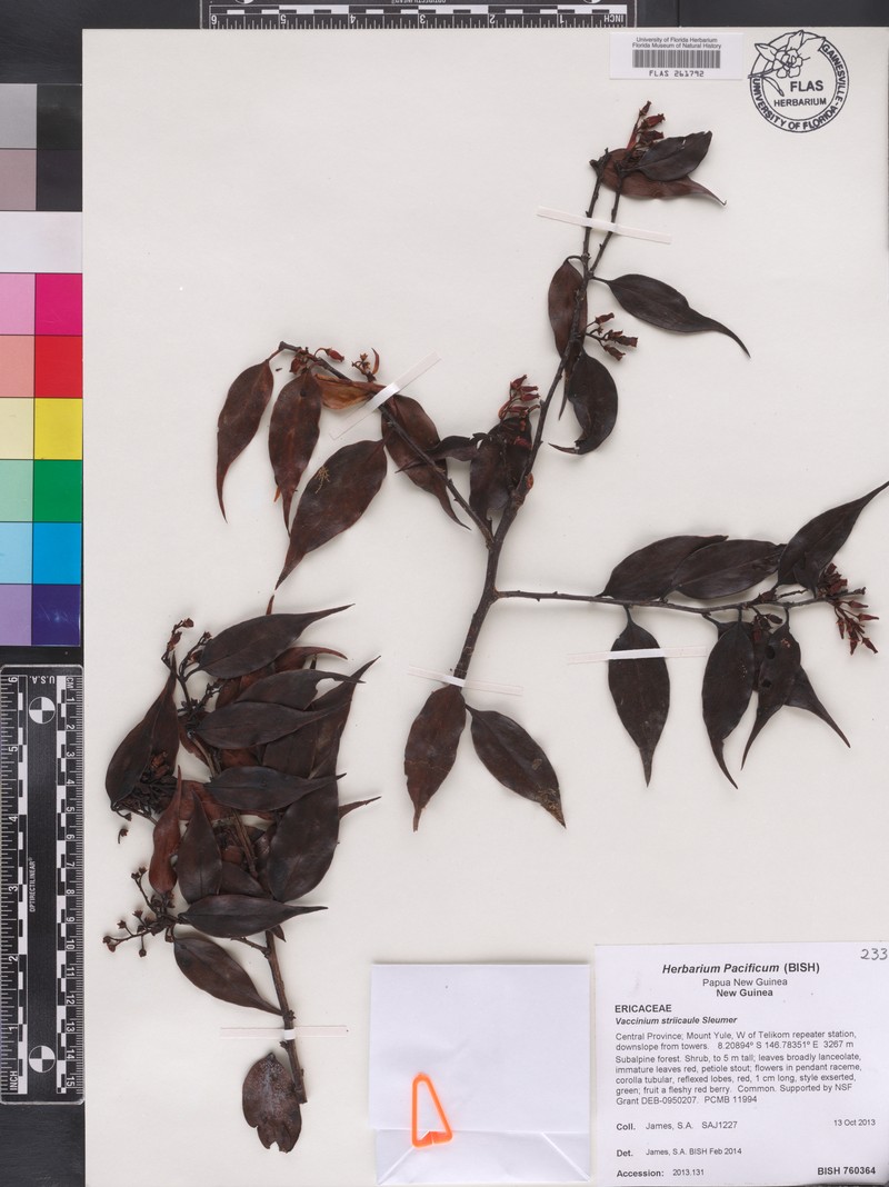 Vaccinium striicaule photo 2