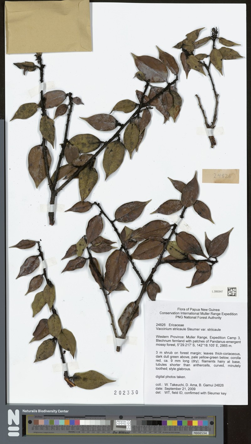 Vaccinium striicaule photo 3