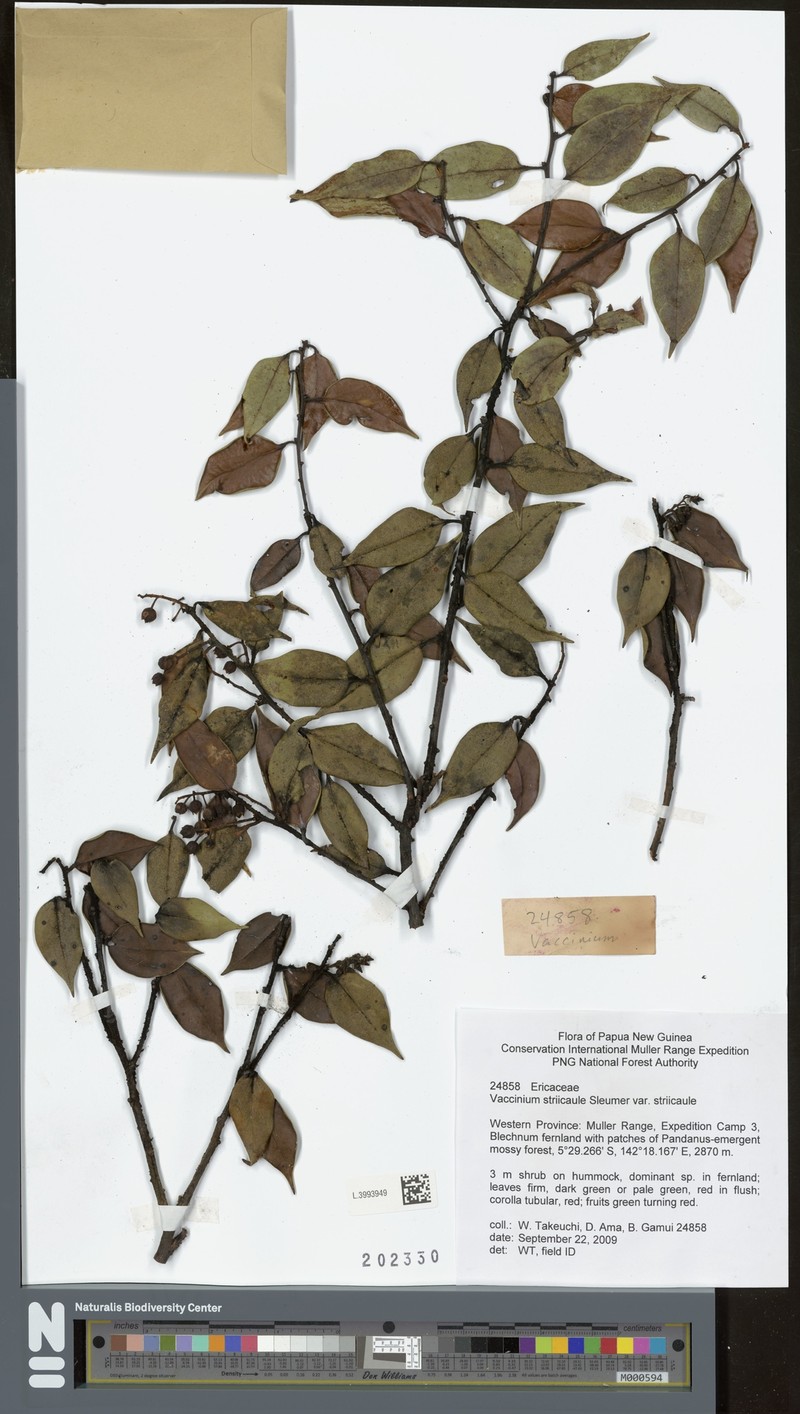 Vaccinium striicaule photo 4