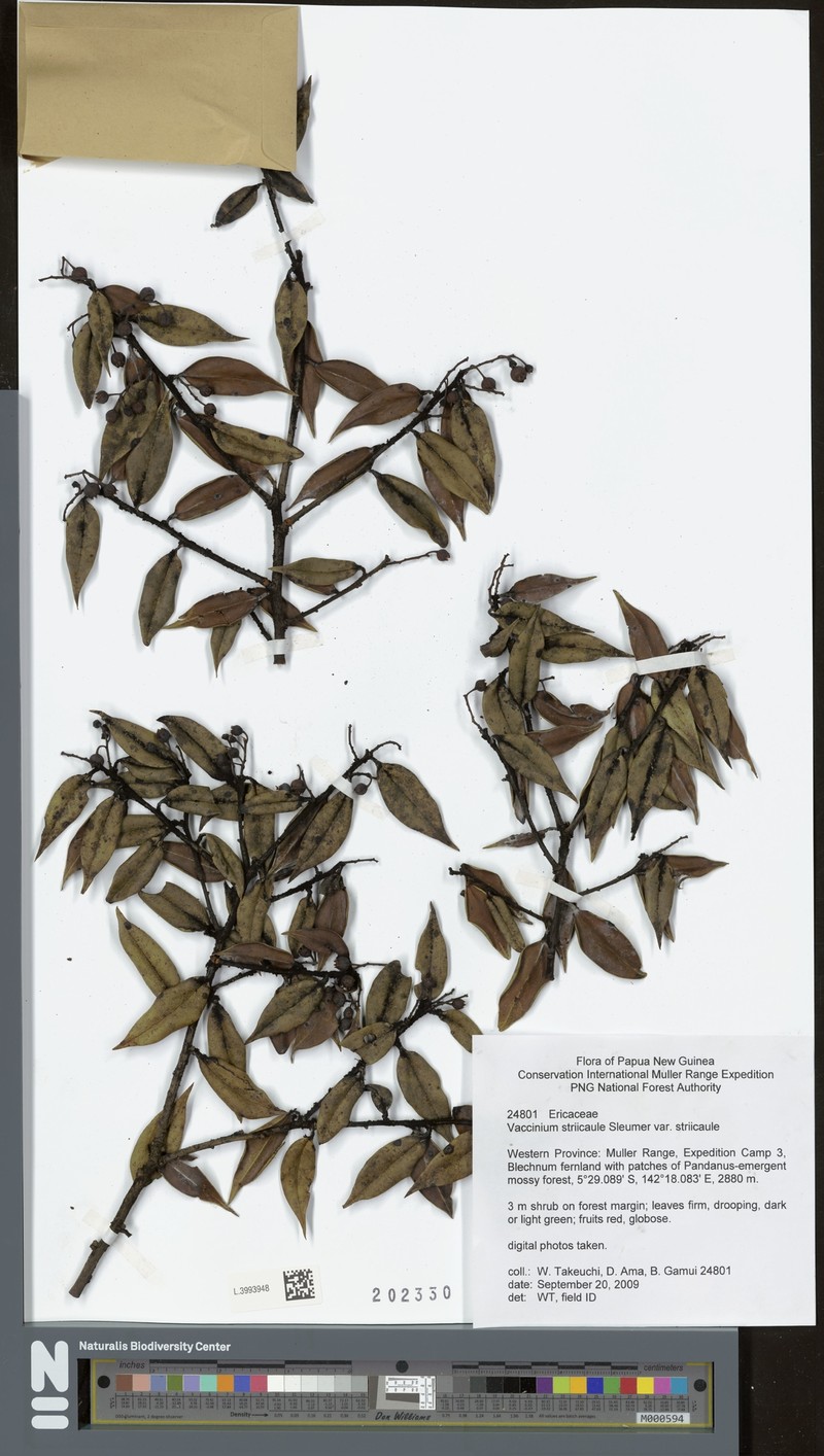 Vaccinium striicaule photo 5