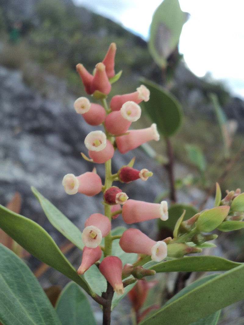 Vaccinium striicaule