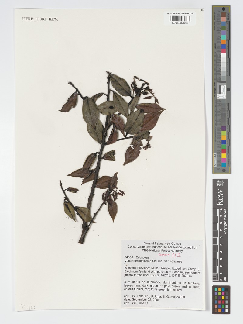 Vaccinium striicaule photo 6