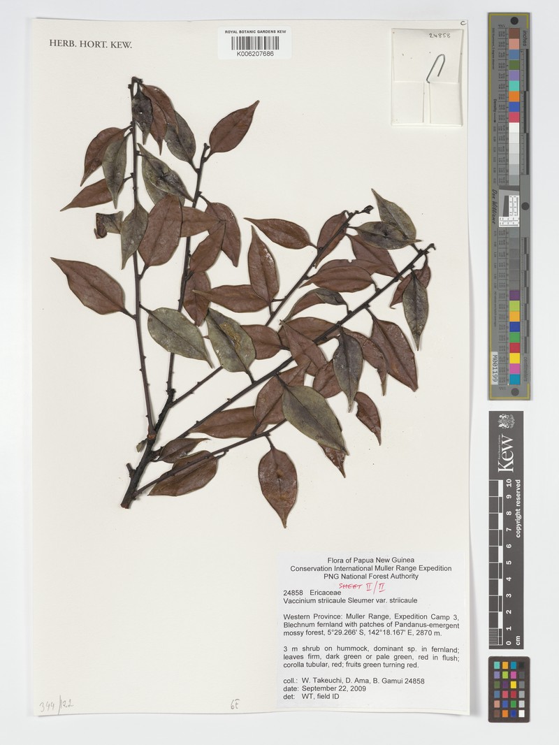 Vaccinium striicaule photo 7