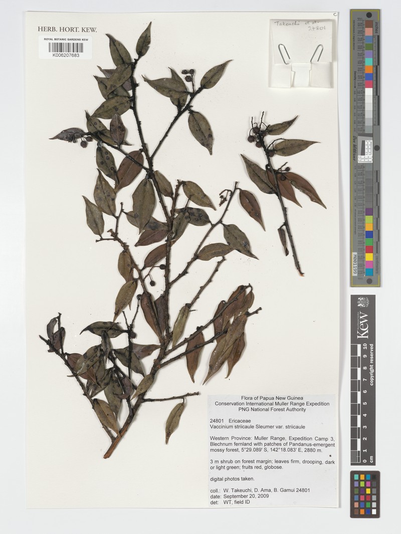 Vaccinium striicaule photo 8