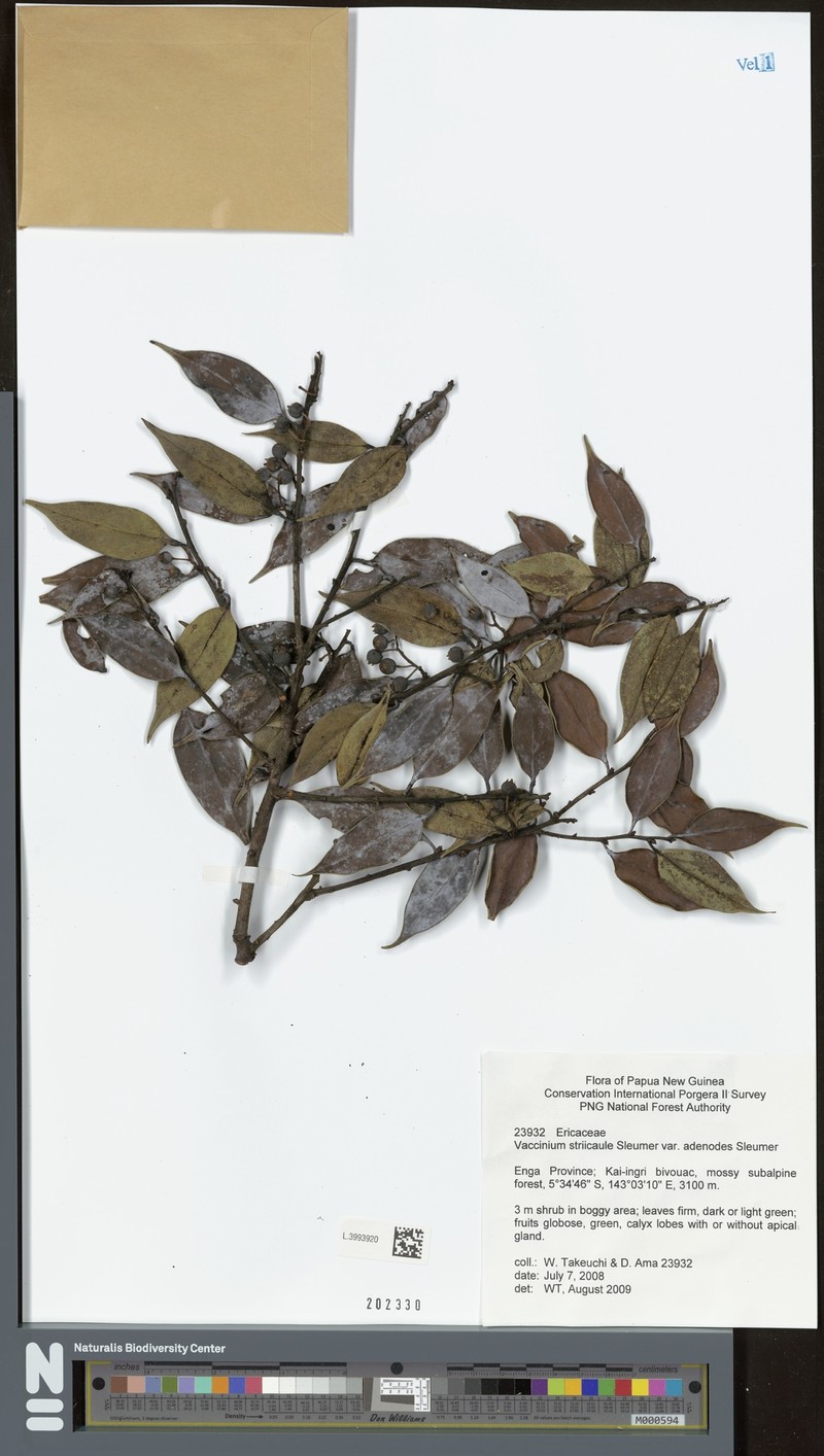Vaccinium striicaule var. adenodes