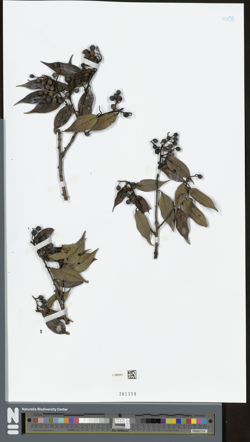 Vaccinium striicaule var. adenodes photo 2