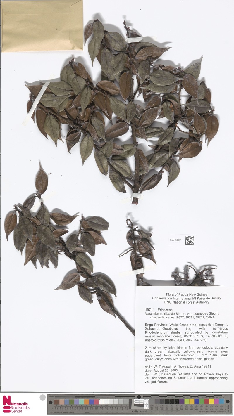 Vaccinium striicaule var. adenodes photo 3