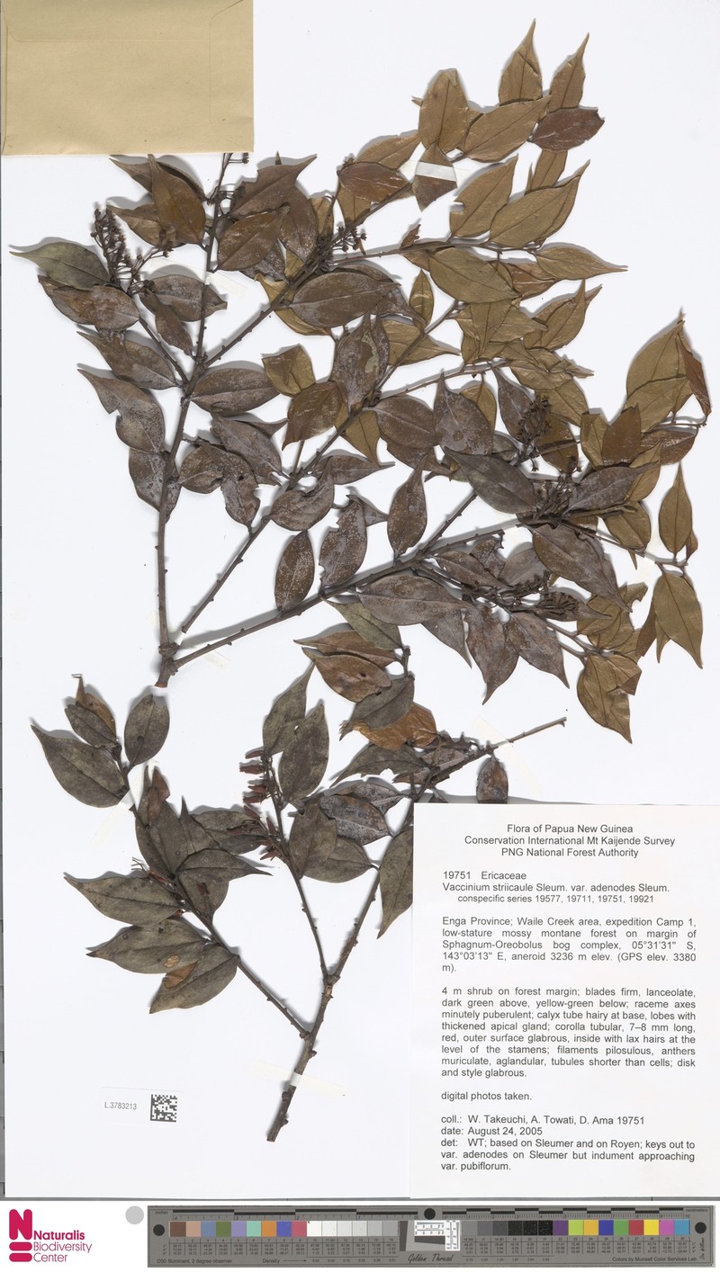 Vaccinium striicaule var. adenodes photo 4