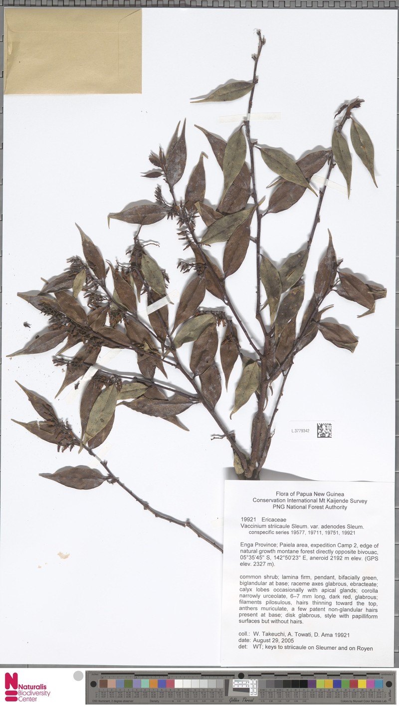 Vaccinium striicaule var. adenodes photo 5