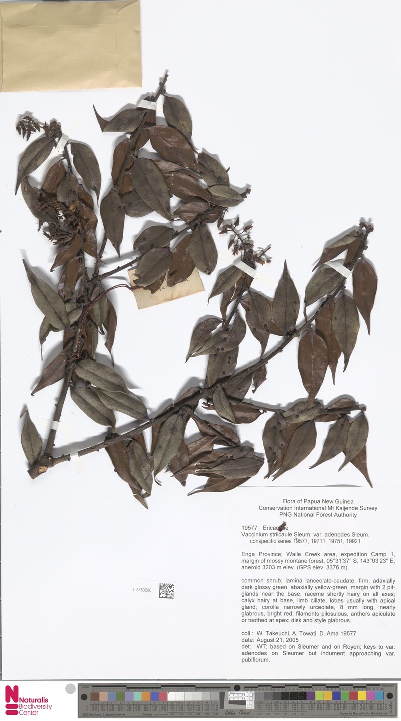 Vaccinium striicaule var. adenodes photo 6