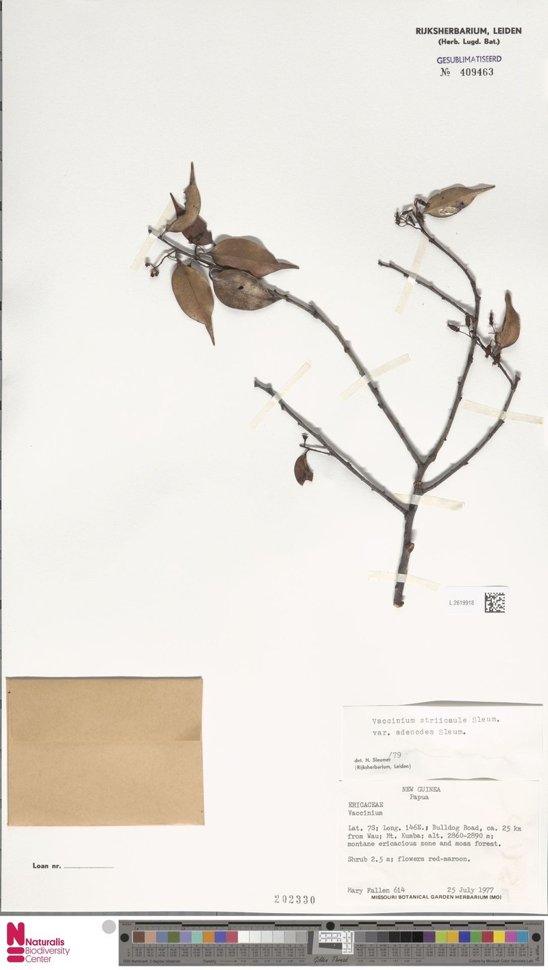 Vaccinium striicaule var. adenodes photo 7