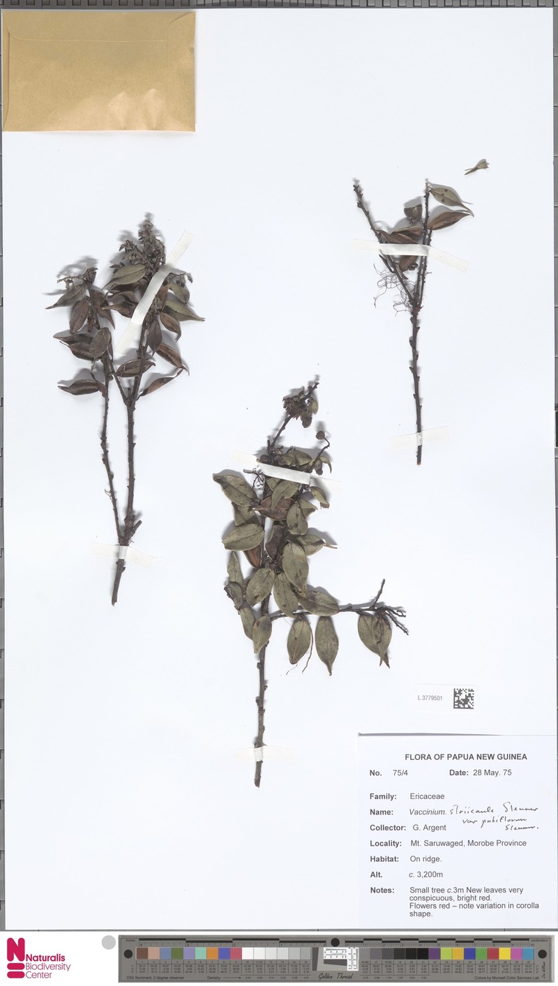 Vaccinium striicaule var. pubiflorum