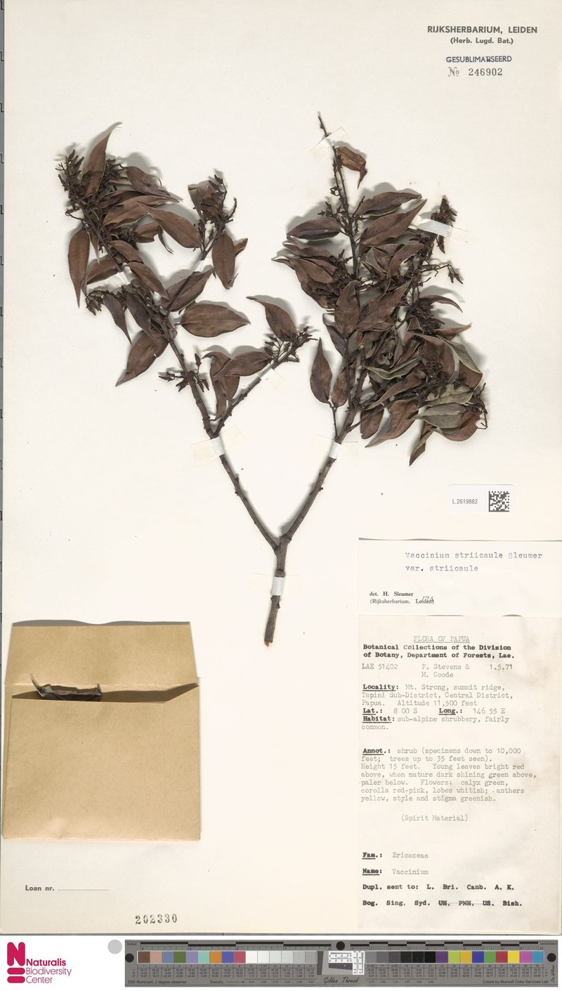Vaccinium striicaule var. striicaule photo 4