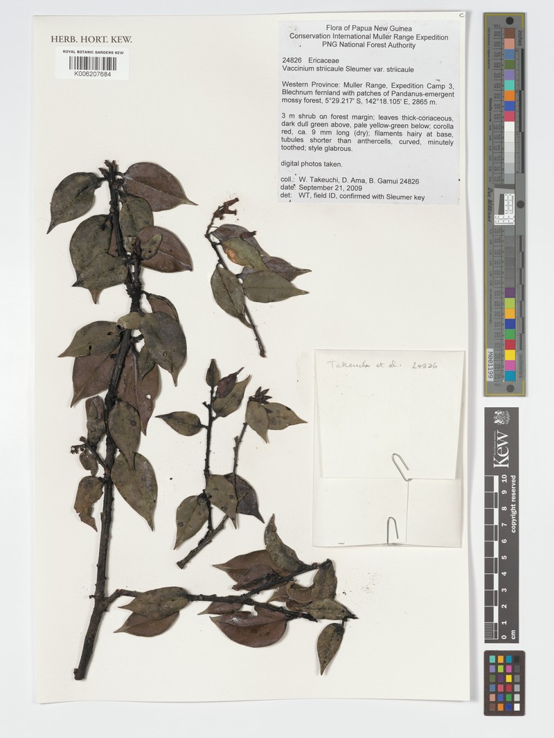 Vaccinium striicaule var. striicaule photo 8
