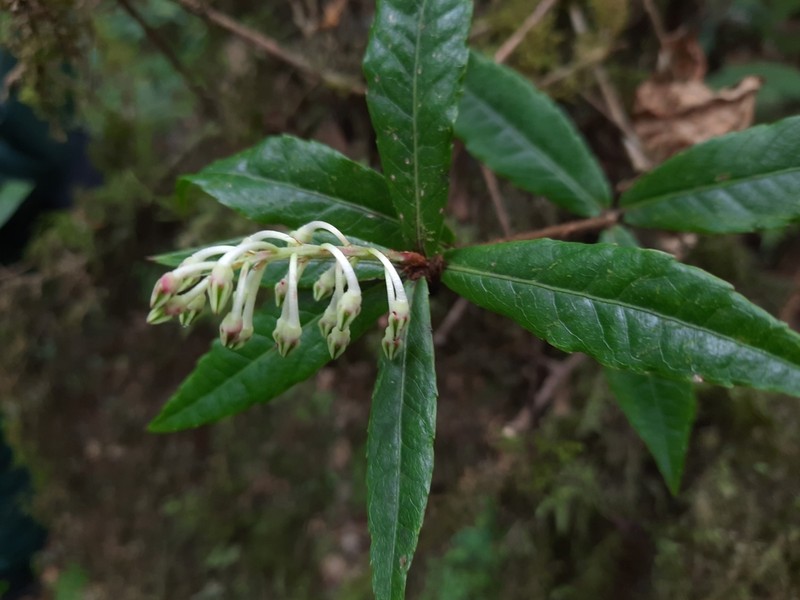 Vaccinium subdissitifolium