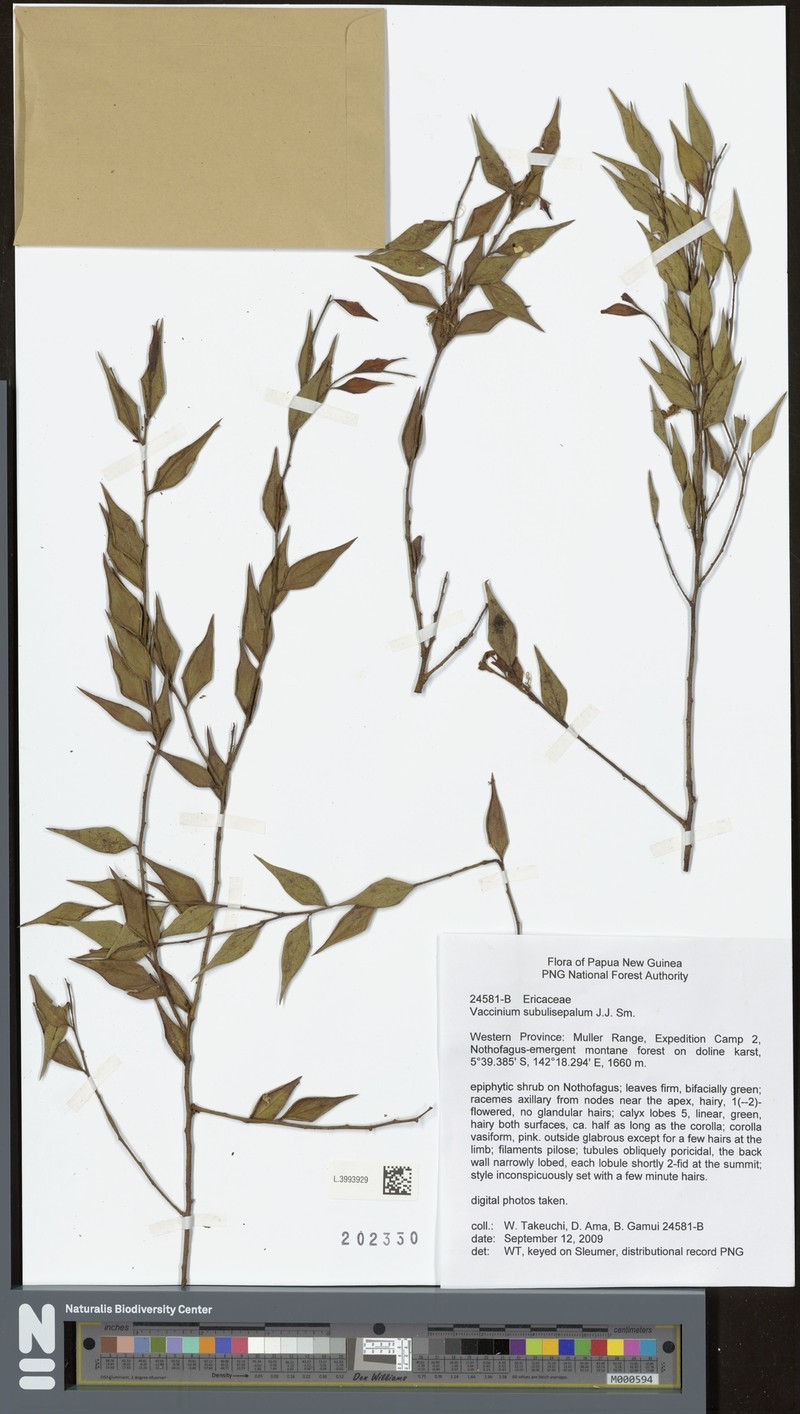 Vaccinium subulisepalum