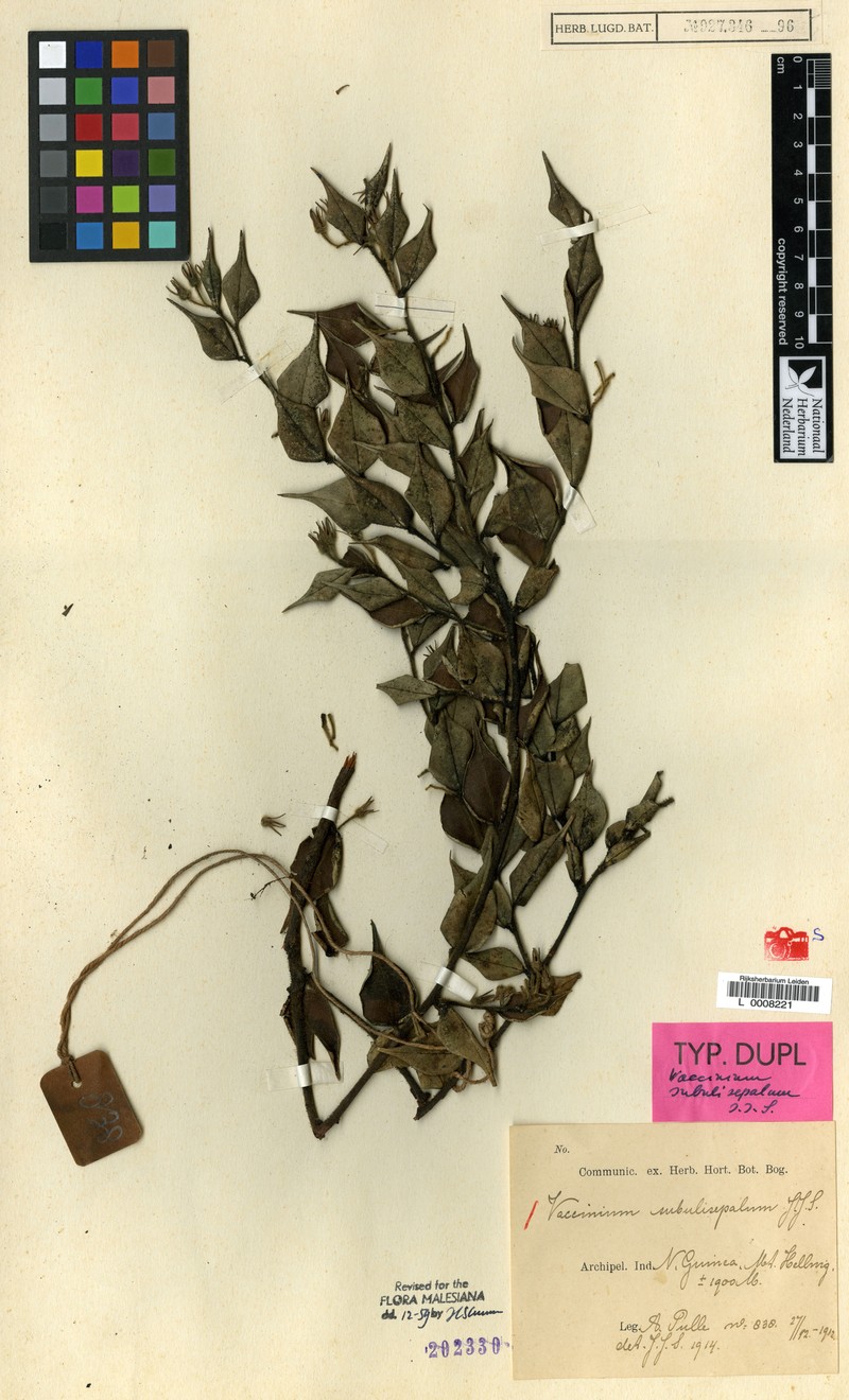 Vaccinium subulisepalum photo 2