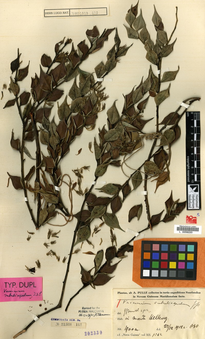 Vaccinium subulisepalum photo 3