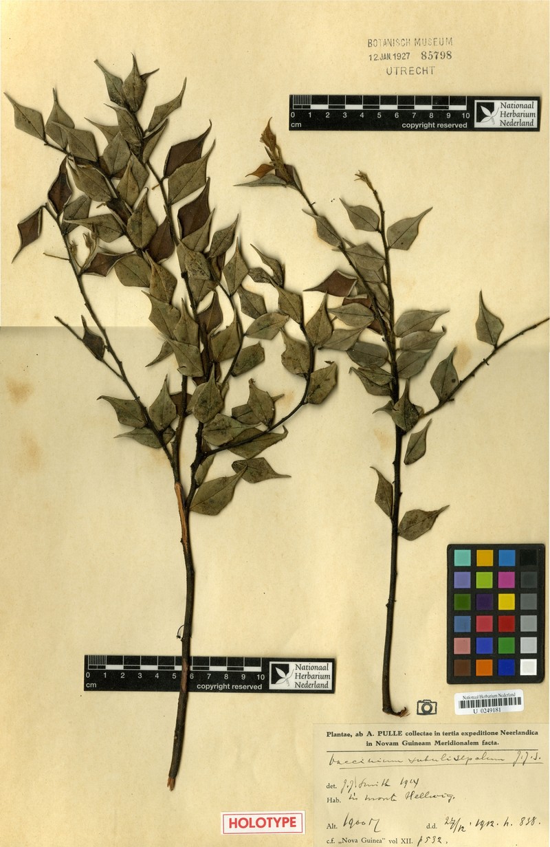 Vaccinium subulisepalum photo 4