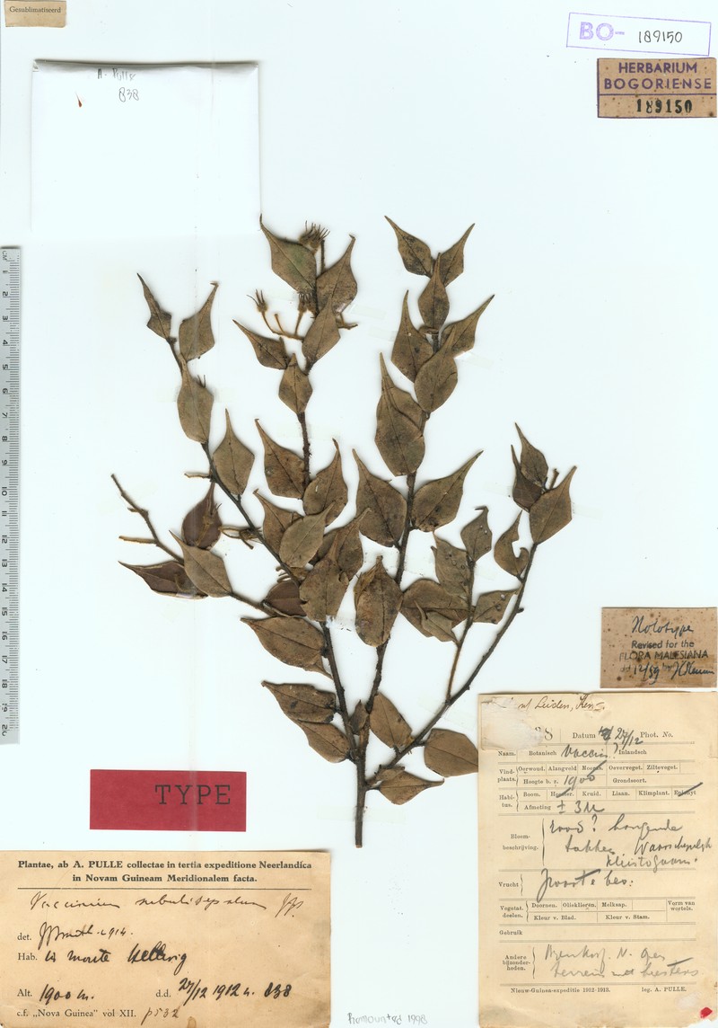 Vaccinium subulisepalum photo 5