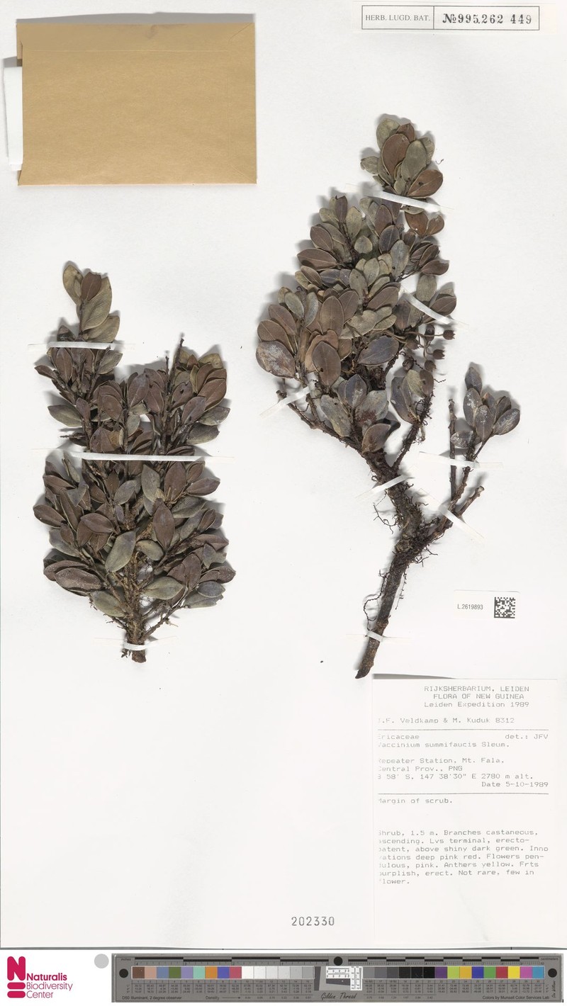Vaccinium summifaucis