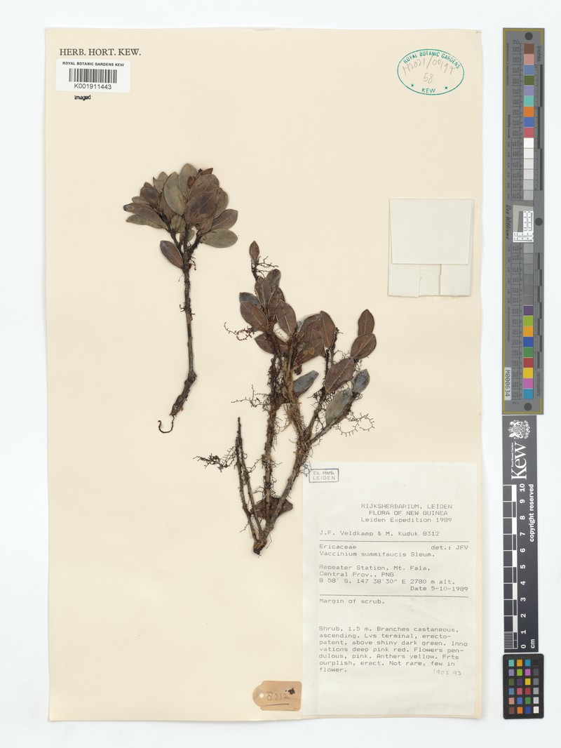 Vaccinium summifaucis photo 3