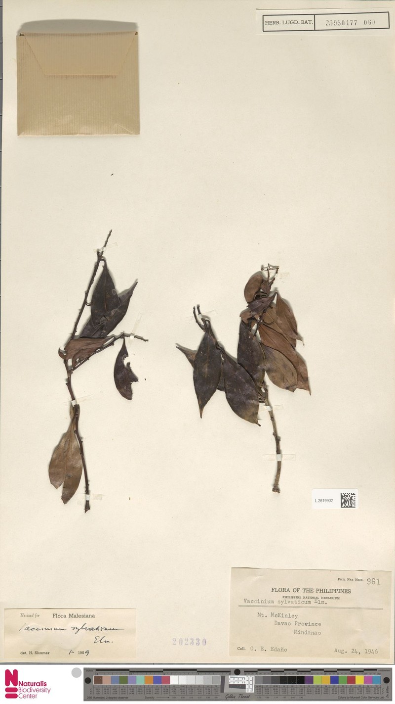 Vaccinium sylvaticum
