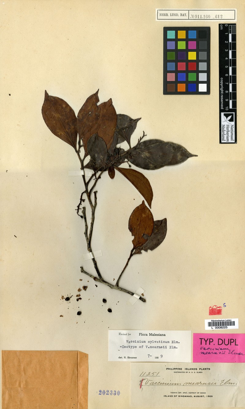 Vaccinium sylvaticum photo 2