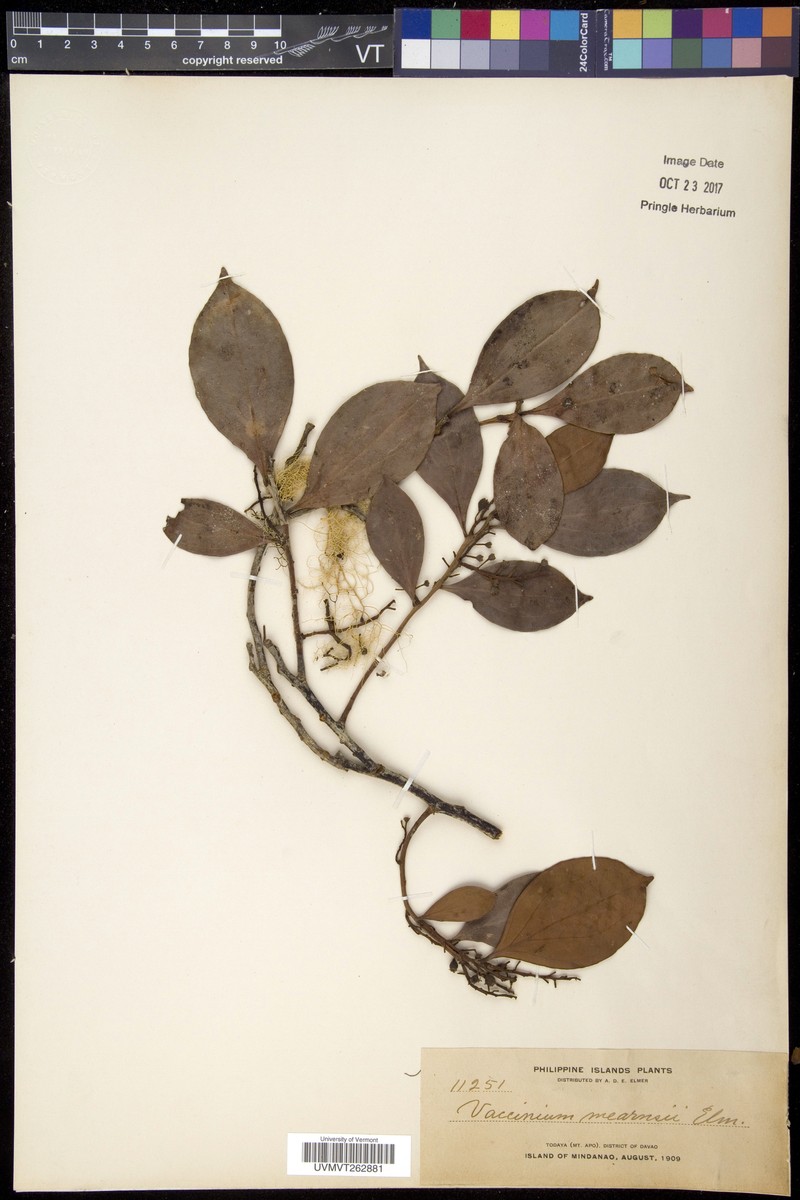 Vaccinium sylvaticum photo 3