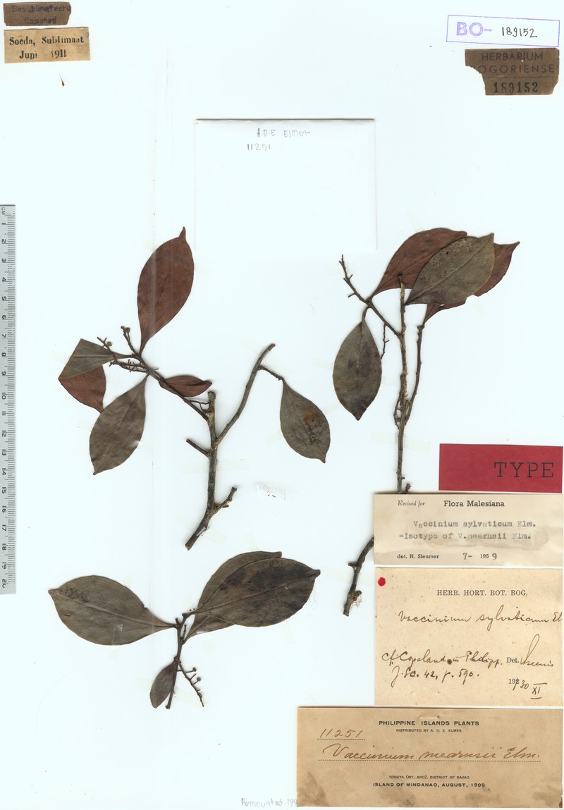 Vaccinium sylvaticum photo 4