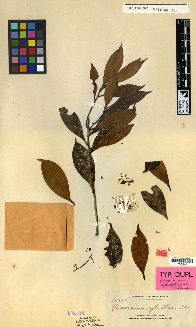 Vaccinium sylvaticum photo 5