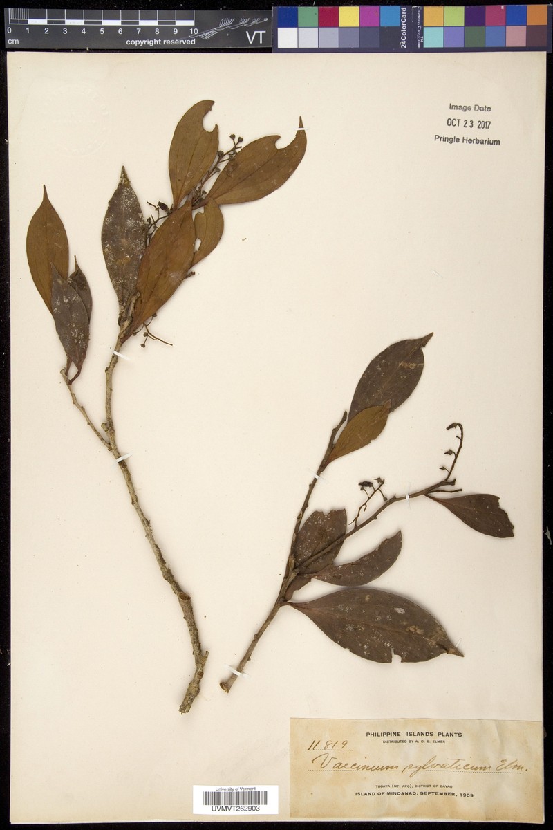 Vaccinium sylvaticum photo 6