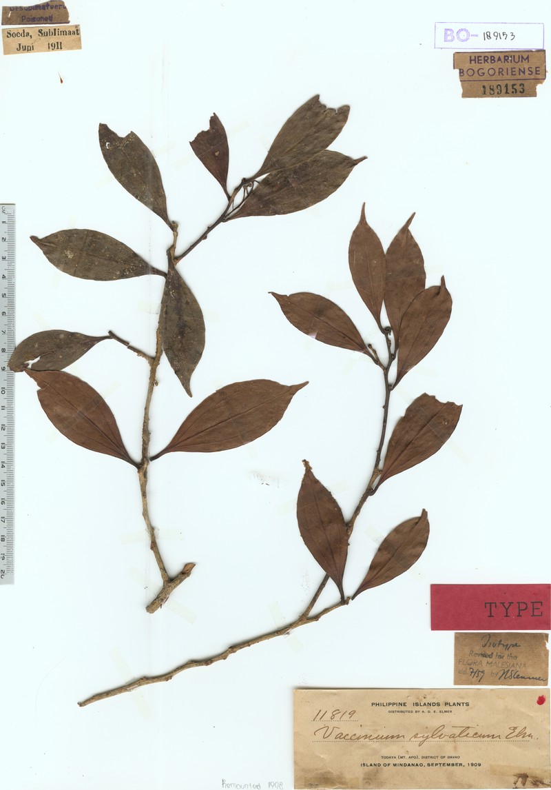 Vaccinium sylvaticum photo 7