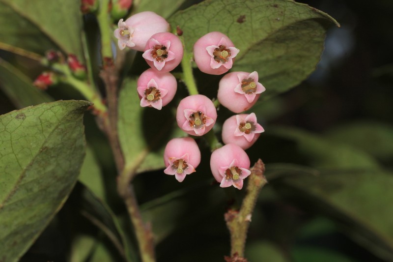 Vaccinium symplocifolium