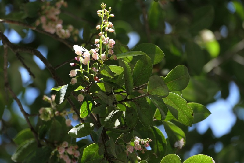 Vaccinium symplocifolium photo 2