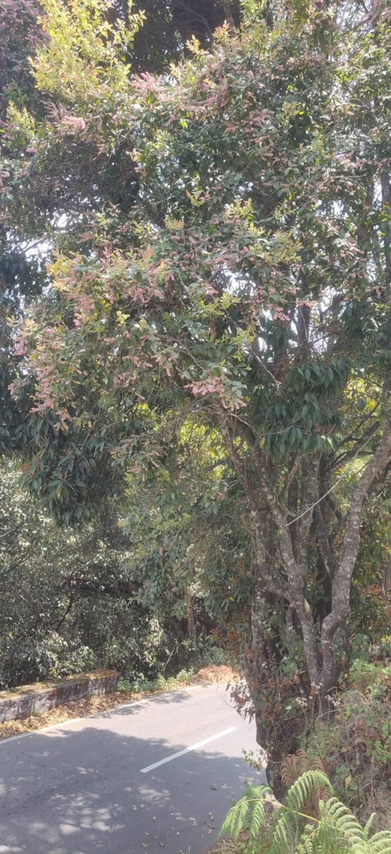 Vaccinium symplocifolium photo 3