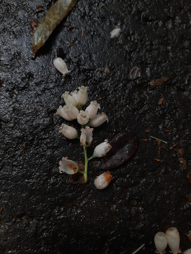 Vaccinium symplocifolium photo 5