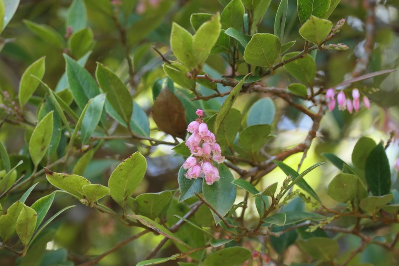 Vaccinium symplocifolium photo 6